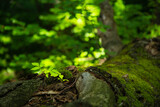 Fototapeta Kuchnia - a green plant and moss growing on the trunk of a fallen tree
