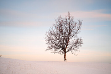 Sticker - Leafless tree against sundown sky