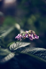 Wall Mural - Little violet flower in a garden