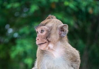 Wall Mural - Portrait of an adorable macaque monkey