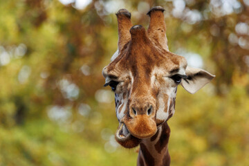 Wall Mural - Portrait of a giraffe in the nature