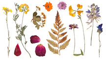 Herbarium Dried Flowers Isolated On A White Background