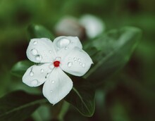 Close Up Of A White Madagascar Periwinkle Covered In Raindrops On A Natural Blurred Background