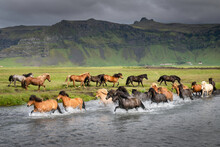 Herd of Islandic horses running through a river