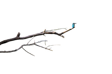 Wall Mural - Common kingfisher isolated on white background (PNG)