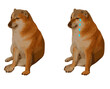 popular meme de internet perro chico llorando