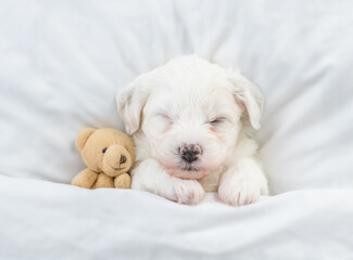 Poster - Tiny Bichon Frise puppy sleeps under  white blanket on a bed at home with favorite toy bear. Top down view