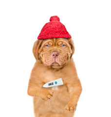 Poster - Unhappy sick puppy wearing warm hat holds thermometer. isolated on white background