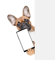 Aufkleber - French Bulldog puppy holds big smartphone with white blank screen in it paw, showing close to camera behind empty white banner. Isolated on white background