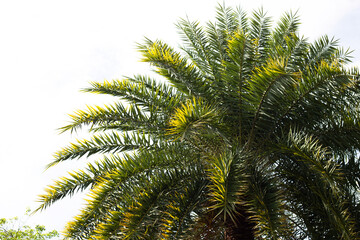 Canvas Print - Date palm tree with sky.