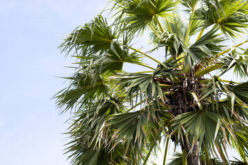 Canvas Print - Toddy palm tree with blue sky