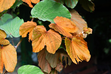 Canvas Print - Bauhinia aureifolia or gold leaf bauhinia