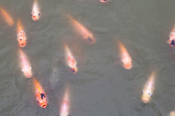 Red tilapia fish in the pond