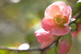 Fototapeta Kwiaty - Buds of pink apple blossom on branches.