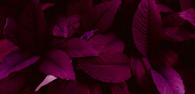 Closeup Nature View Of Purple Leaves Background, Abstract Leaf Texture