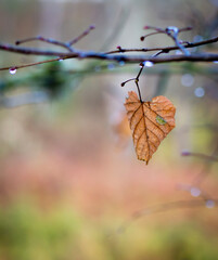 Wall Mural - one brown leaf on branch.