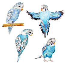 Set Of Blue Hand Draw Parrots