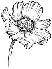 Poster - Hand drawn illustration object of blooming flowers.