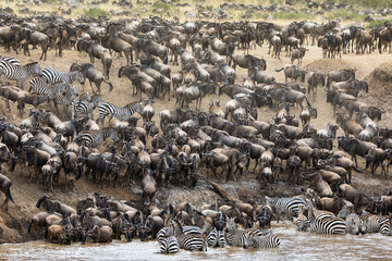 Wall Mural - Thousands of white-bearded wildebeest and zebras gather on the banks of the Mara river during the annual great migration. Masai Mara, Kenya