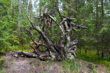 Wall Mural - Uprooted pine tree in the forest