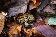 Common Frog Rana Temporaria In Autumn Leaves