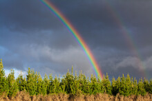 Bright Double Rainbow Over Line Of Young Pine Trees, Dark Stormy Sky And Clear Colors Of The Rainbow. Natural Landscape. The Colors Of The Rainbow After The Rain. Central Plateau, New Zealand