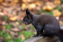 Black Squirrel, Schwarzes Eichhörnchen Bei Der Futtersuche