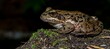 Closeup shot of a California red-legged frog perched on the wet soil against a dark background