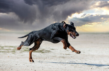 Poster - training of dobermann pinscher