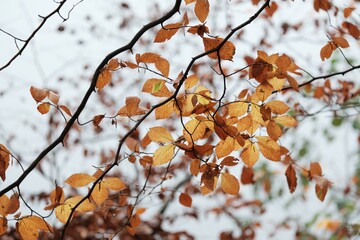 Poster - A close-up of beech tree branches with a few colorful leaves in late fall over lake