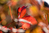 Fototapeta Niebo - red leaves during autumn