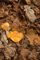 Wall Mural - Autumnal fallen oak leaves close up, abstract natural forest background. symbol of fall harvest season. autumn time concept. template for design. top view