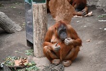 Sumatran Orangutan Resting,
In Captivity