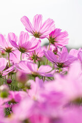 Wall Mural - Pink cosmos flowers in the outdoor garden with white sky background