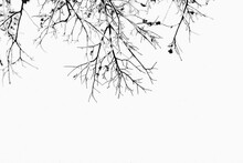 Icy Branch With Leaves With Negative Space, Great For Quotes Or Banners