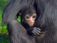 Black Headed Spider Monkey (Ateles Fusciceps) With Baby Age Four Months, Captive.