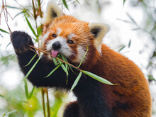 Red Panda (Ailurus Fulgens) Eating Bamboo Leaves. Captive. 