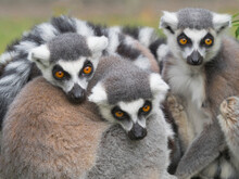 Ring-tailed Lemur (Lemur Catta) Group Huddled Together. Captive. 