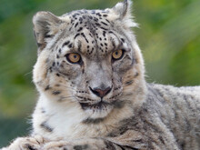 Snow Leopard (Panthera Uncia) Portrait. Captive. 