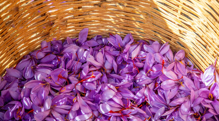 Wall Mural - Saffron flowers. Harvest season. Crocus purple petals in a wicker basket, closeup