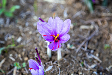 Wall Mural - Saffron flower on ground, crocus purple blooming field, harvest collection