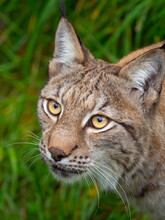 Eurasian Lynx (Lynx Lynx) Portrait. Captive. 