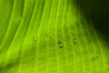 Wall Mural - Close up of the water drops on the green banana leaf