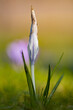 Early blooming crocus flower during spring in Holland