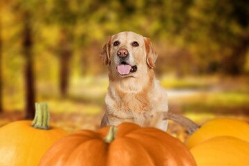 Canvas Print - Happy cute young dog with fresh pumpkins.