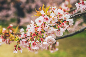 Wall Mural - Cherry blossoms in Kyoto in the temples of Daigo Ji 10 April 2012