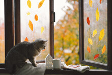 Cute Cat Of The Scottish Straight Sitting With Cozy Autumn Still Life With Pumpkins, Knitted Woolen Sweater On A Vintage Windowsill. Autumn Home Decor. Cozy Fall Mood. Thanksgiving. Halloween.