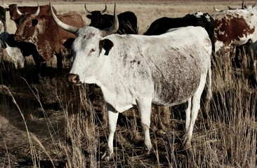 Poster - White Nguni Cattle (Bos taurus) in the field with the herd in the background