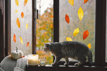 Cute Cat Of The Scottish Straight Sitting With Cozy Autumn Still Life With Pumpkins, Knitted Woolen Sweater On A Vintage Windowsill. Autumn Home Decor. Cozy Fall Mood. Thanksgiving. Halloween.