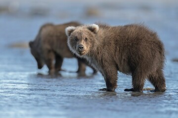 Poster - Wild Alaska Peninsula brown bear standing on a wet beach in daylight